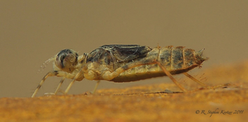 Perithemis tenera, nymph